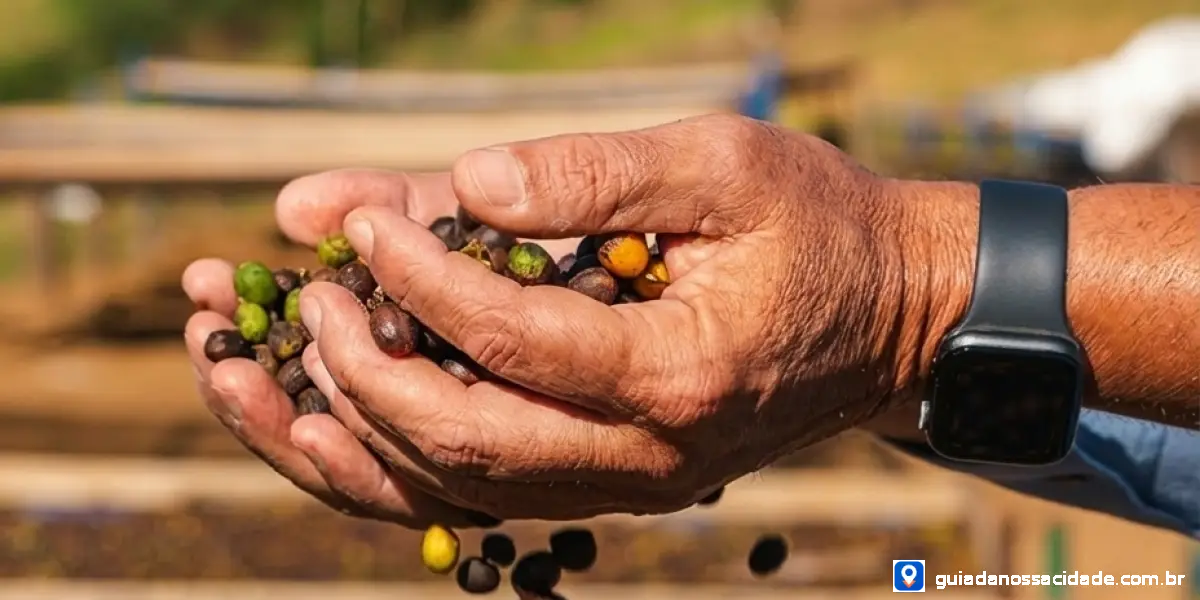 Descubra a Fazenda Vale do Tajá: Cafés Especiais e História